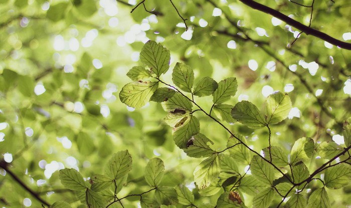 2.1.1 ¿Qué dice la naturaleza?